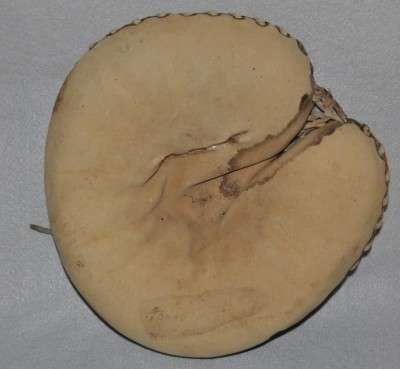 Babe Ruth Reach Home Run Special Catchers Mitt Lefty Front