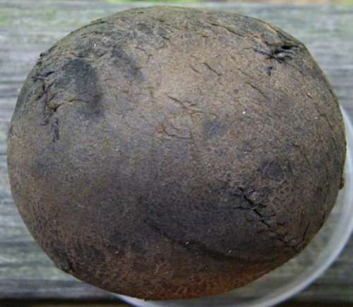 19th Century Lemon Peel Ball 144