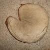 Early 1900's White Crescent Pad Catchers Mitt Front