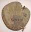 Early 1900's Spalidng Buckskin Crescent Catchers Mitt Back