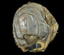 View the image: Folk Art Mitt Back