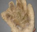 View the image: Spalding 1 Inch Web Front