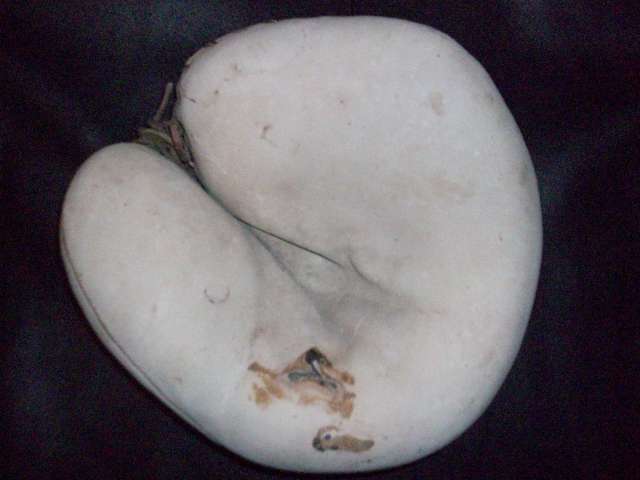 Thomas E. Wilson White Catchers Mitt Front