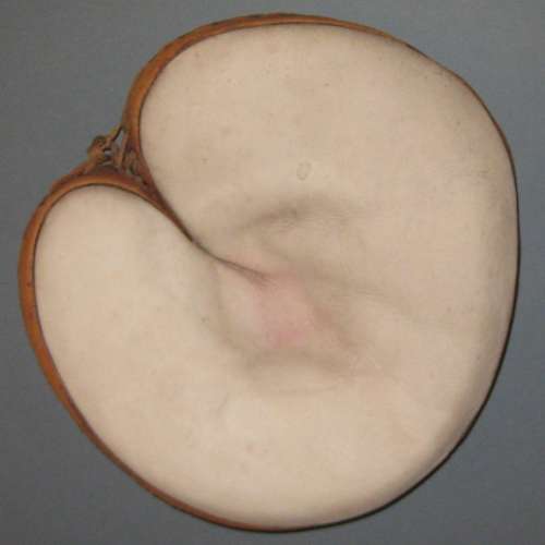 Wright & Ditson Catchers Mitt Front