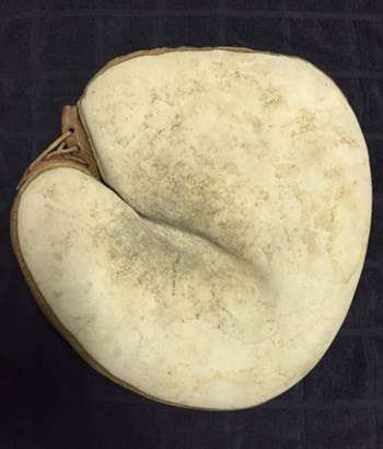 Wright & Ditson Catchers Mitt White Front