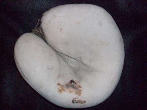 Thomas E. Wilson White Catchers Mitt Front